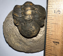 Load image into Gallery viewer, Enrolled Morocops Fossil Trilobite 1.28 Inches
