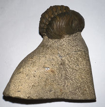 Load image into Gallery viewer, Enrolled Morocops Fossil Trilobite 1.45 Inches
