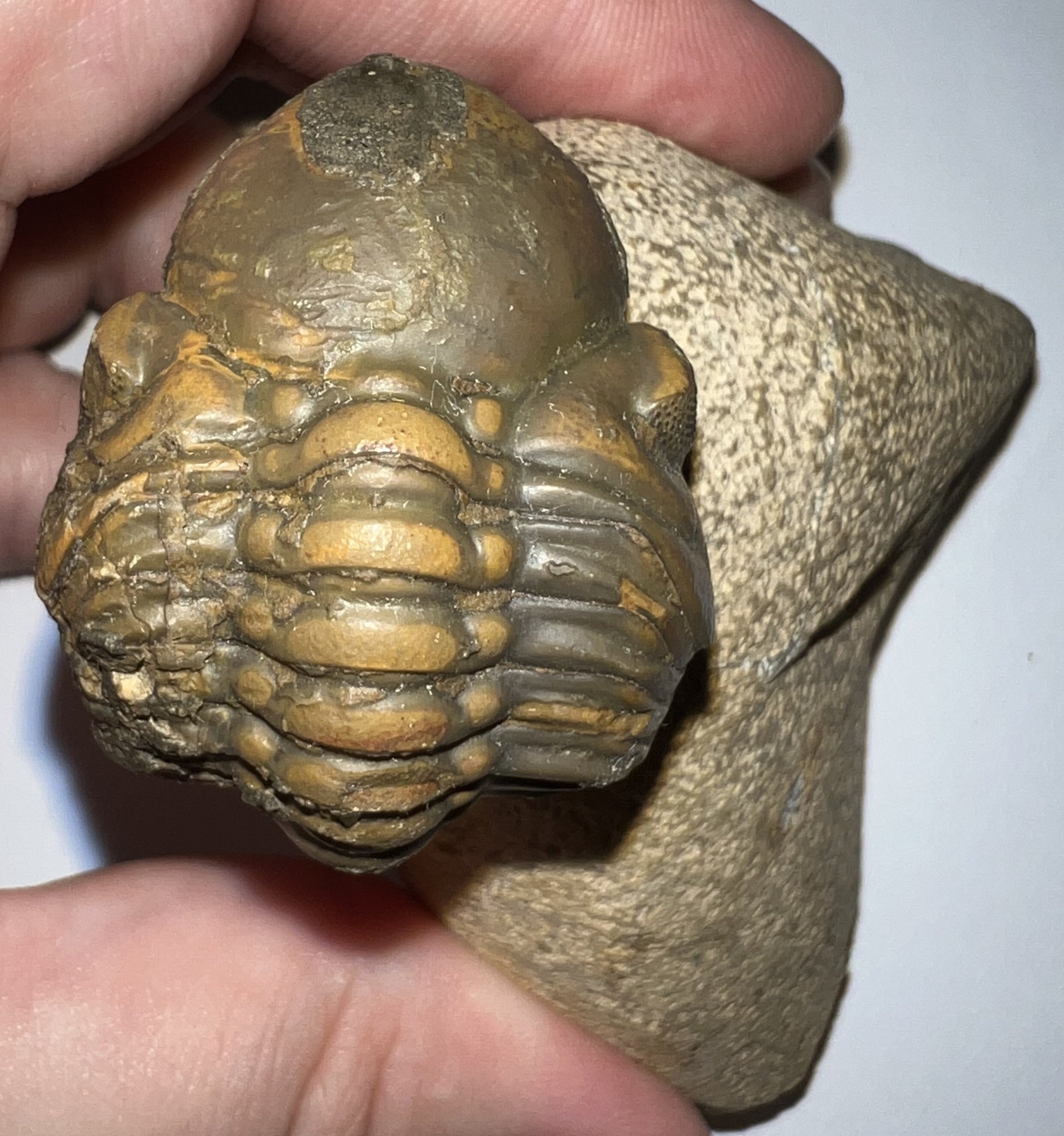 Enrolled Morocops Fossil Trilobite 1.45 Inches