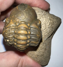 Load image into Gallery viewer, Enrolled Morocops Fossil Trilobite 1.45 Inches
