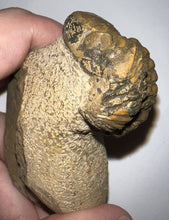 Load image into Gallery viewer, Enrolled Morocops Fossil Trilobite 1.45 Inches
