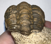 Load image into Gallery viewer, Enrolled Morocops Fossil Trilobite 1.45 Inches
