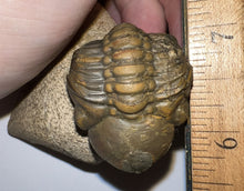 Load image into Gallery viewer, Enrolled Morocops Fossil Trilobite 1.45 Inches
