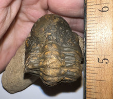 Load image into Gallery viewer, Enrolled Morocops Trilobite 1.55 Inches

