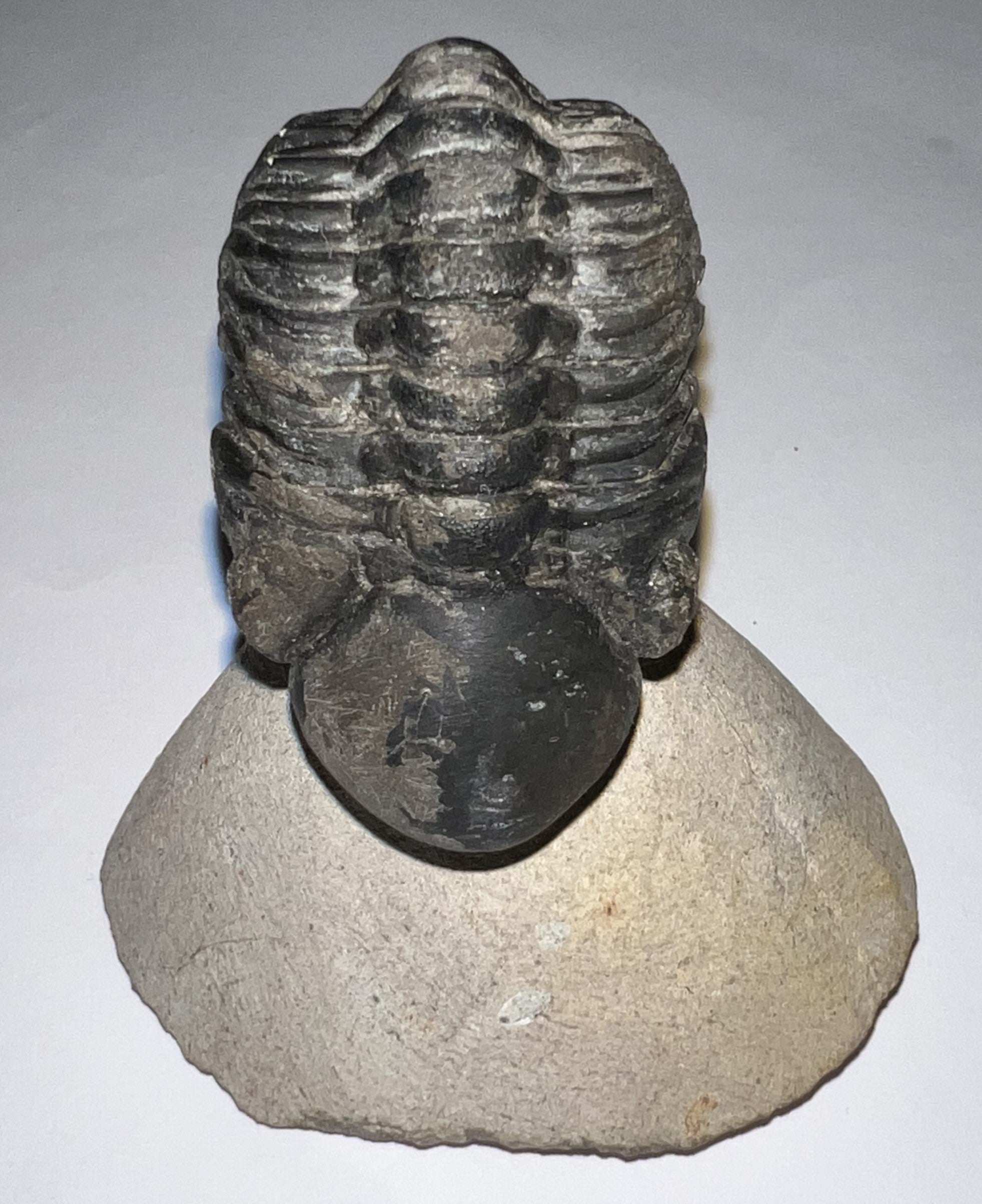 Huge Morocops Fossil Trilobite 2.5 Inches with restoration