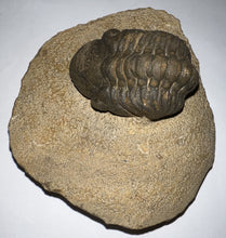 Load image into Gallery viewer, Semi Enrolled Morocops Fossil Trilobite 1.85 Inches
