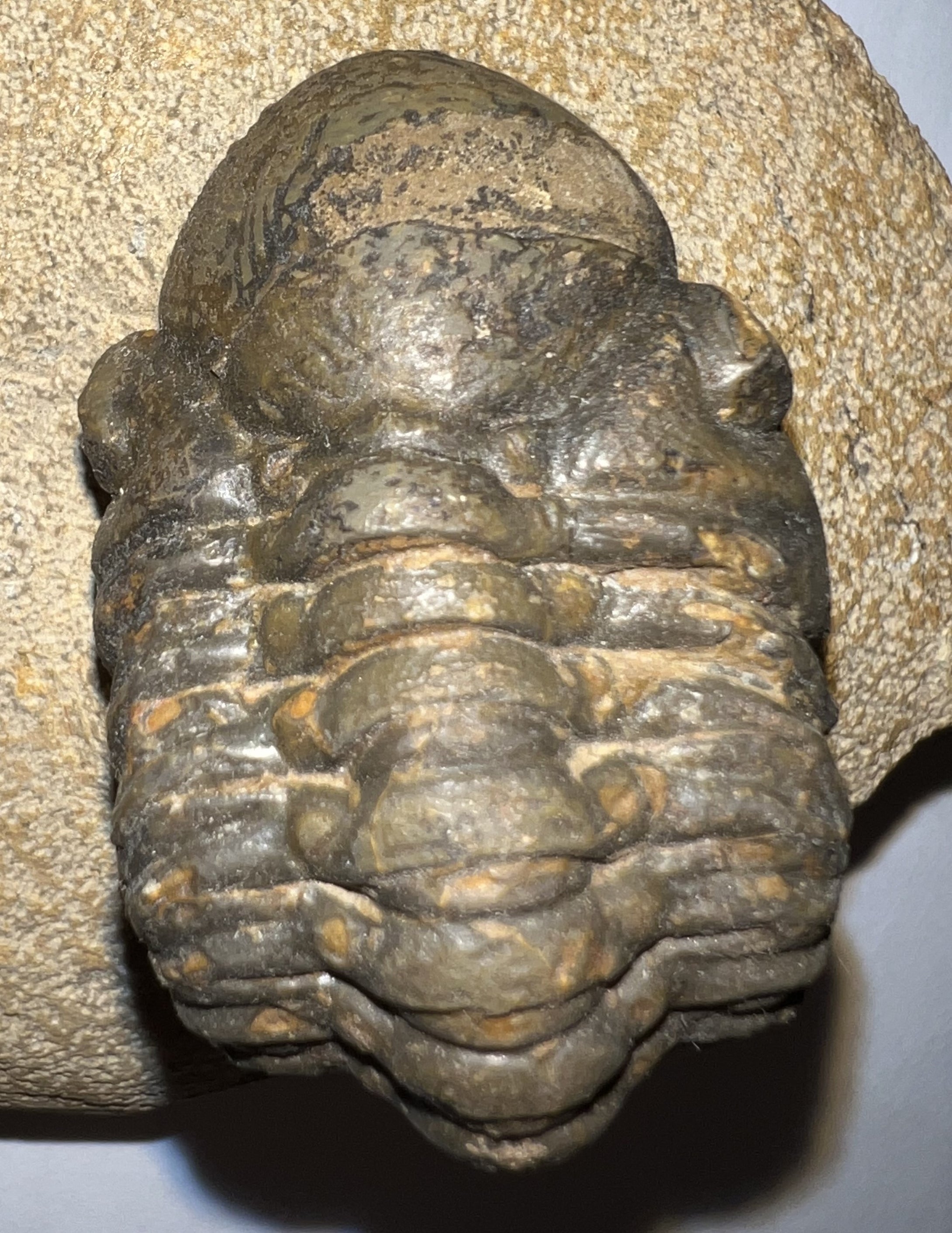 Semi Enrolled Morocops Fossil Trilobite 1.85 Inches