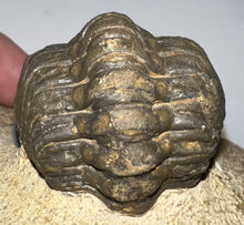 Load image into Gallery viewer, Semi Enrolled Morocops Fossil Trilobite 1.85 Inches
