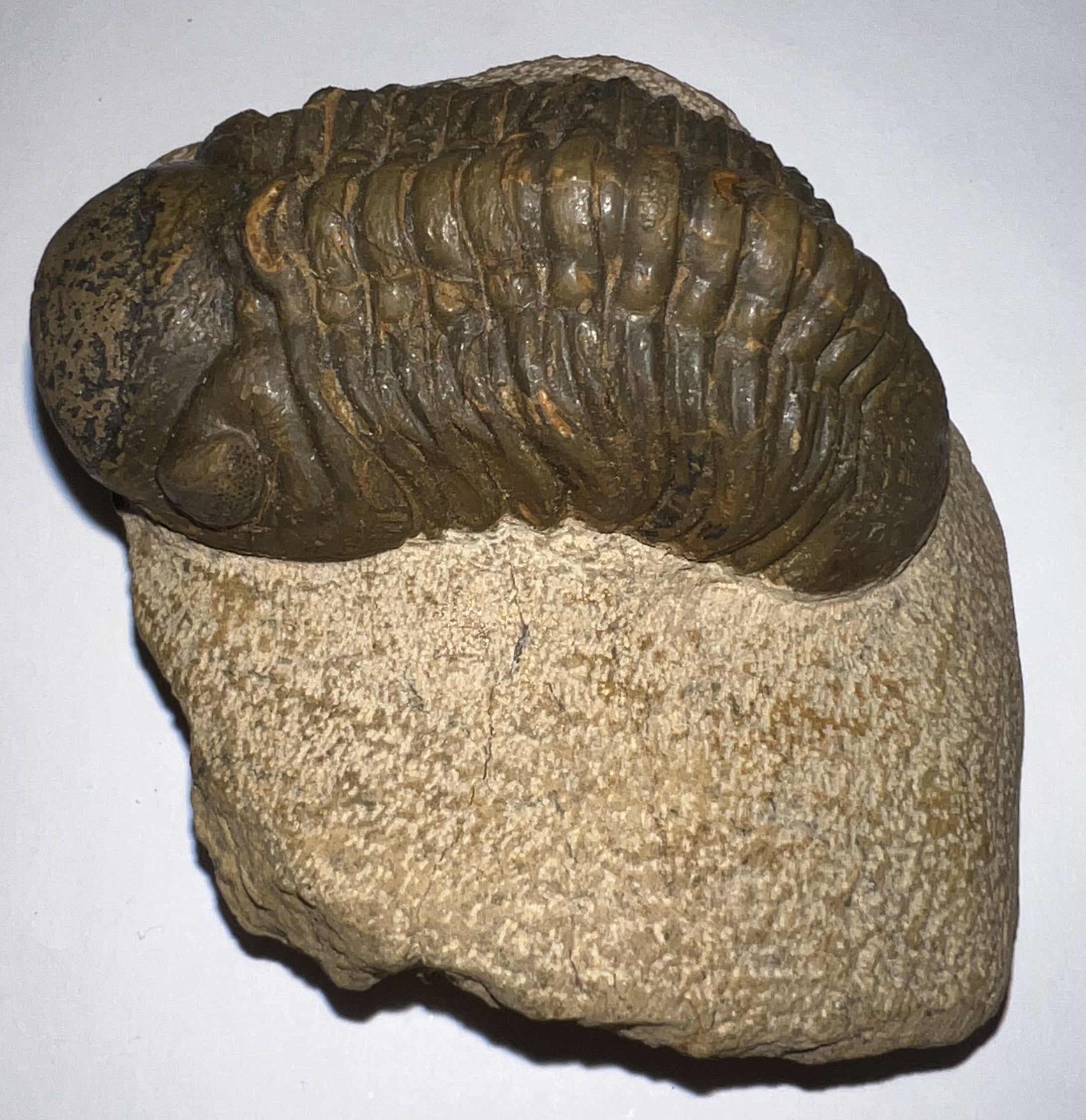 Huge Morocops Fossil Trilobite 2.75 Inches with restoration