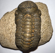 Load image into Gallery viewer, Huge Morocops Fossil Trilobite 2.75 Inches with restoration
