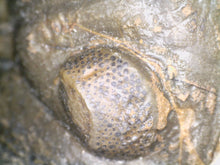 Load image into Gallery viewer, Huge Morocops Fossil Trilobite 2.75 Inches with restoration
