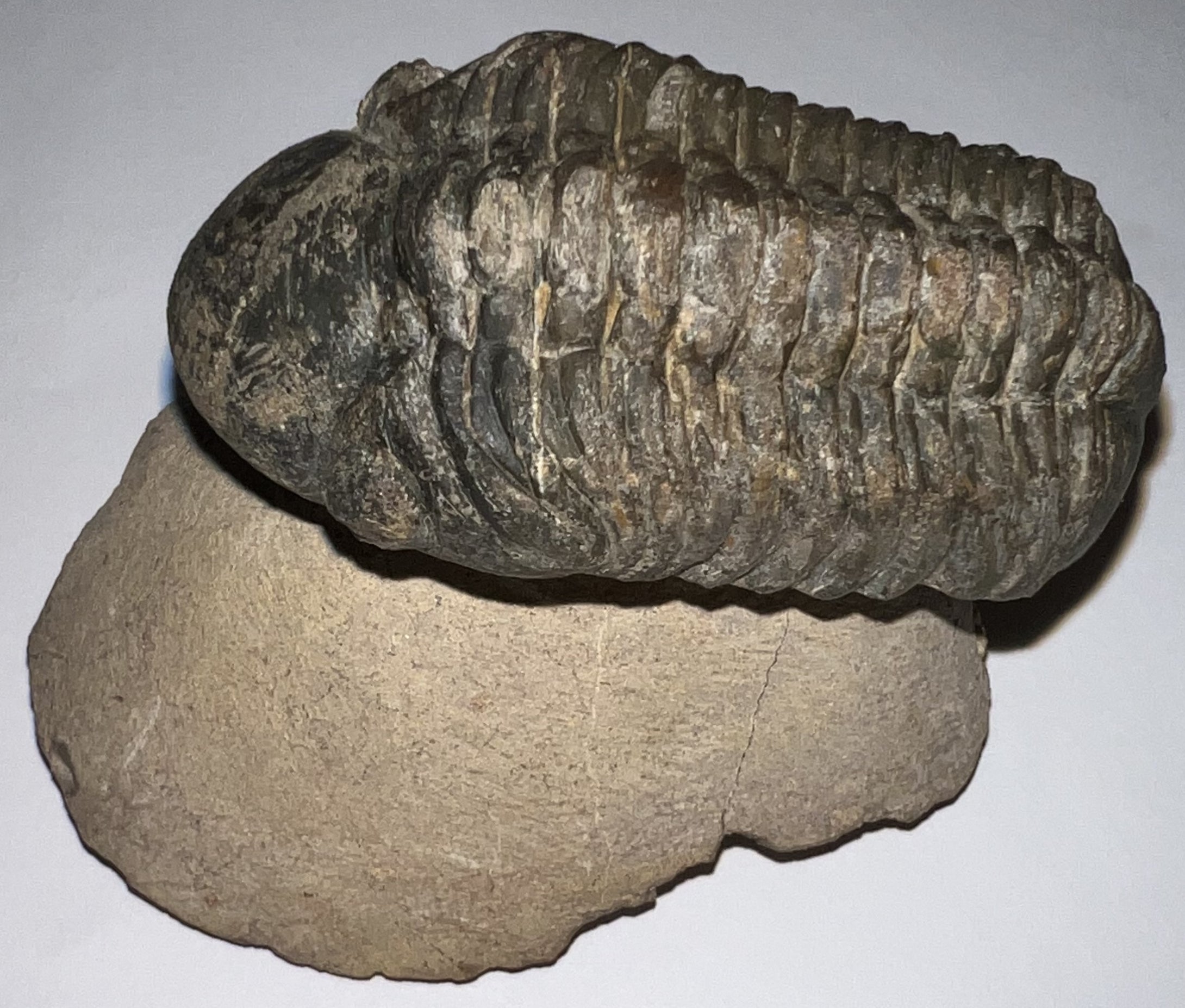 Huge Morocops Fossil Trilobite 2.5 Inches