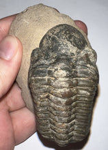 Load image into Gallery viewer, Huge Morocops Fossil Trilobite 2.5 Inches
