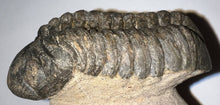 Load image into Gallery viewer, Huge Morocops Fossil Trilobite 2.5 Inches
