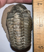 Load image into Gallery viewer, Huge Morocops Fossil Trilobite 2.5 Inches
