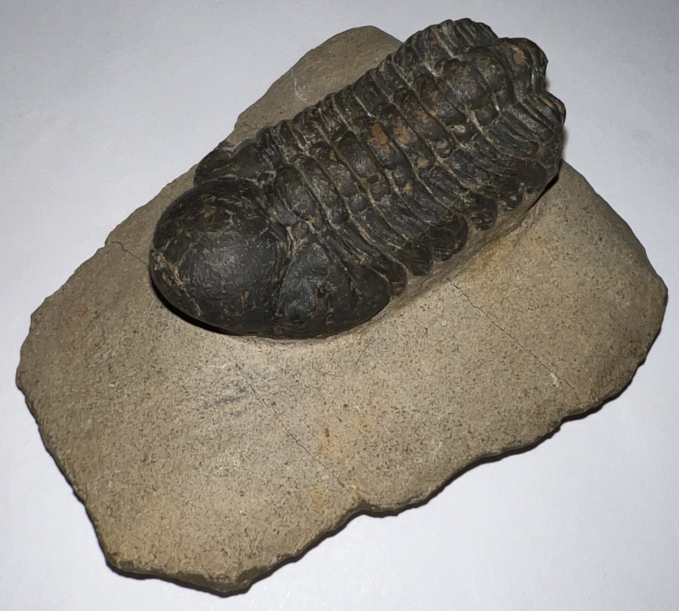 Huge Morocops Fossil Trilobite 2.5+ Inches