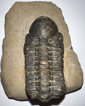 Load image into Gallery viewer, Huge Morocops Fossil Trilobite 2.5+ Inches
