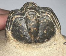 Load image into Gallery viewer, Huge Morocops Fossil Trilobite 2.5+ Inches
