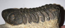 Load image into Gallery viewer, Huge Morocops Fossil Trilobite 2.5+ Inches
