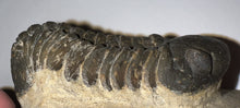 Load image into Gallery viewer, Huge Morocops Fossil Trilobite 2.5+ Inches
