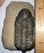 Load image into Gallery viewer, Huge Morocops Fossil Trilobite 2.5+ Inches
