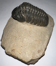 Load image into Gallery viewer, Huge Morocops Fossil Trilobite 2.34 Inches
