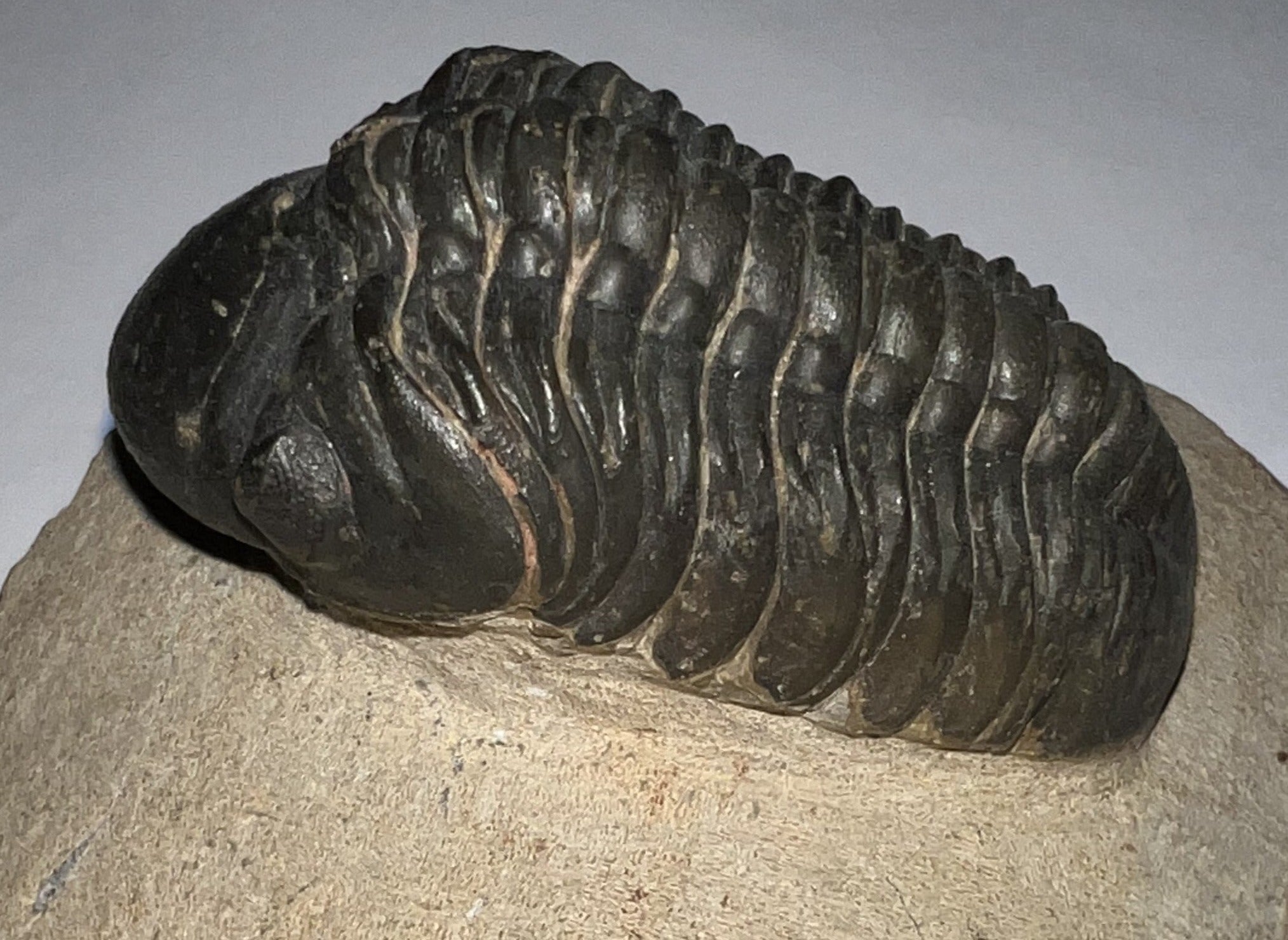 Huge Morocops Fossil Trilobite 2.34 Inches