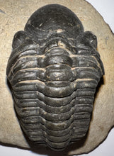 Load image into Gallery viewer, Huge Morocops Fossil Trilobite 2.34 Inches
