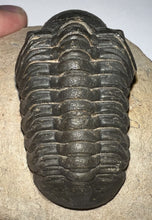 Load image into Gallery viewer, Huge Morocops Fossil Trilobite 2.34 Inches
