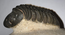 Load image into Gallery viewer, Huge Morocops Fossil Trilobite 2.34 Inches
