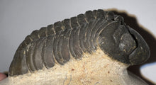 Load image into Gallery viewer, Huge Morocops Fossil Trilobite 2.34 Inches
