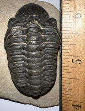 Load image into Gallery viewer, Huge Morocops Fossil Trilobite 2.34 Inches
