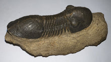 Load image into Gallery viewer, Huge Rare Paralejurus Fossil Trilobite 3+ Inches
