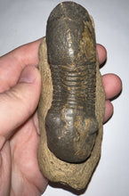 Load image into Gallery viewer, Huge Rare Paralejurus Fossil Trilobite 3+ Inches
