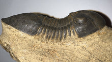 Load image into Gallery viewer, Huge Rare Paralejurus Fossil Trilobite 3+ Inches
