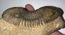 Load image into Gallery viewer, Huge Rare Paralejurus Fossil Trilobite 3+ Inches
