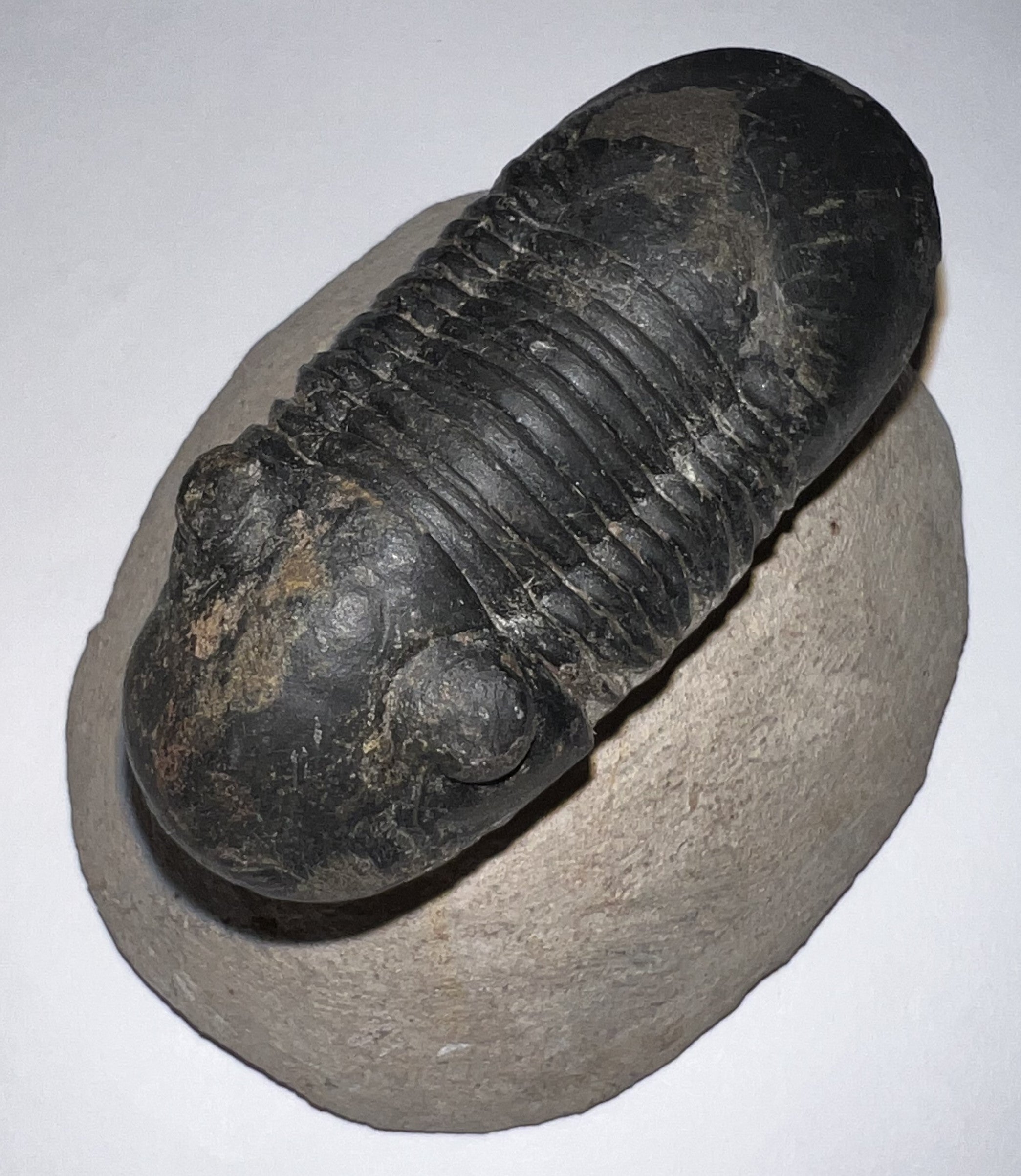 Huge Rare Paralejurus Fossil Trilobite 2.6 Inches