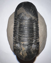 Load image into Gallery viewer, Huge Rare Paralejurus Fossil Trilobite 2.6 Inches
