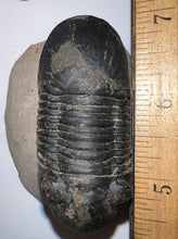 Load image into Gallery viewer, Huge Rare Paralejurus Fossil Trilobite 2.6 Inches
