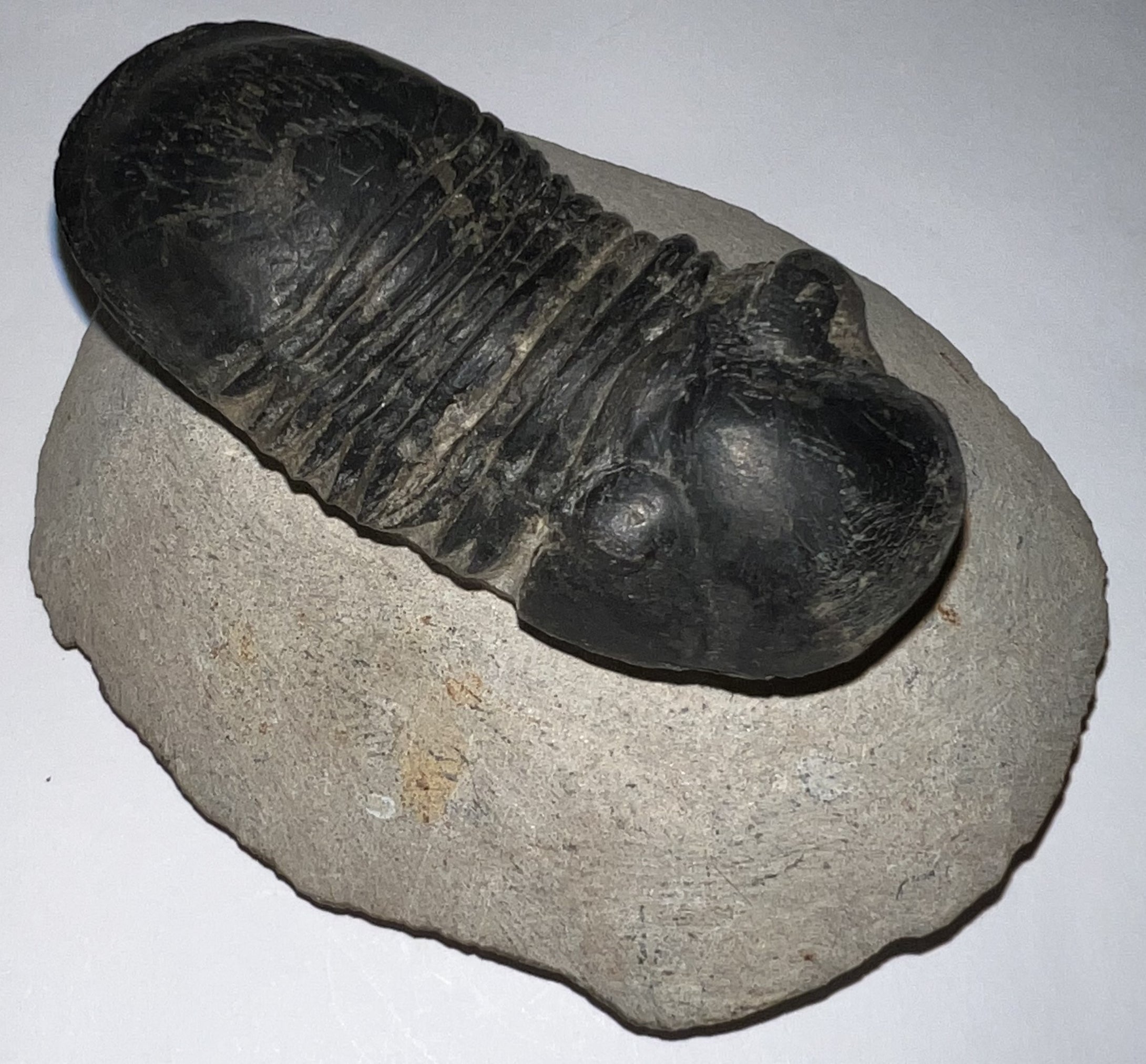 Huge Rare Paralejurus Fossil Trilobite 2.76 Inches