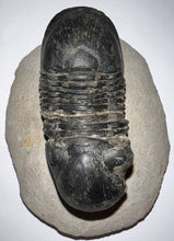 Load image into Gallery viewer, Huge Rare Paralejurus Fossil Trilobite 2.76 Inches
