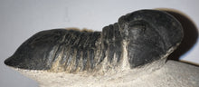 Load image into Gallery viewer, Huge Rare Paralejurus Fossil Trilobite 2.76 Inches
