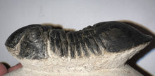 Load image into Gallery viewer, Huge Rare Paralejurus Fossil Trilobite 2.76 Inches
