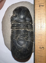 Load image into Gallery viewer, Huge Rare Paralejurus Fossil Trilobite 2.76 Inches
