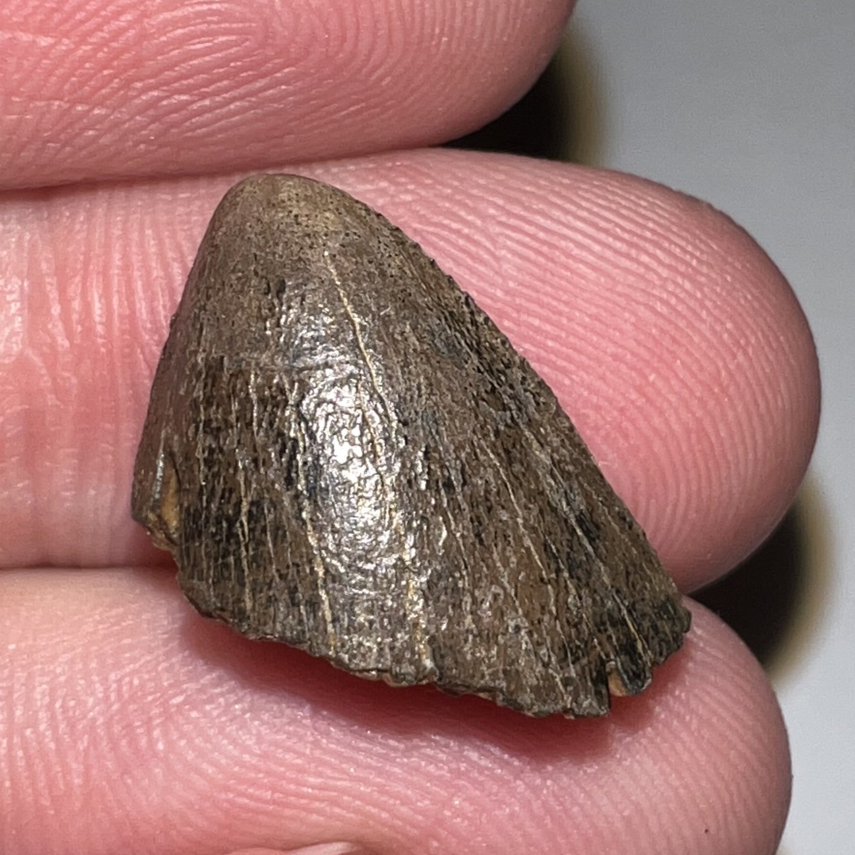 Tyrannosaurus Rex Tooth Tip .67 Inches