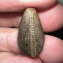 Load image into Gallery viewer, Tyrannosaurus Rex Tooth Tip .67 Inches
