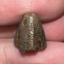 Load image into Gallery viewer, Tyrannosaurus Rex Tooth Tip .67 Inches
