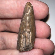 Load image into Gallery viewer, Tyrannosaurus Rex Fossil Partial Tooth 1.48 Inches
