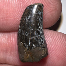 Load image into Gallery viewer, Tyrannosaurus Rex Juvenile Tooth .694 Inches NO REPAIR!
