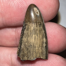 Load image into Gallery viewer, Tyrannosaurus Rex Premax Tooth .86 Inches Hell Creek Formation South Dakota NO REPAIR!
